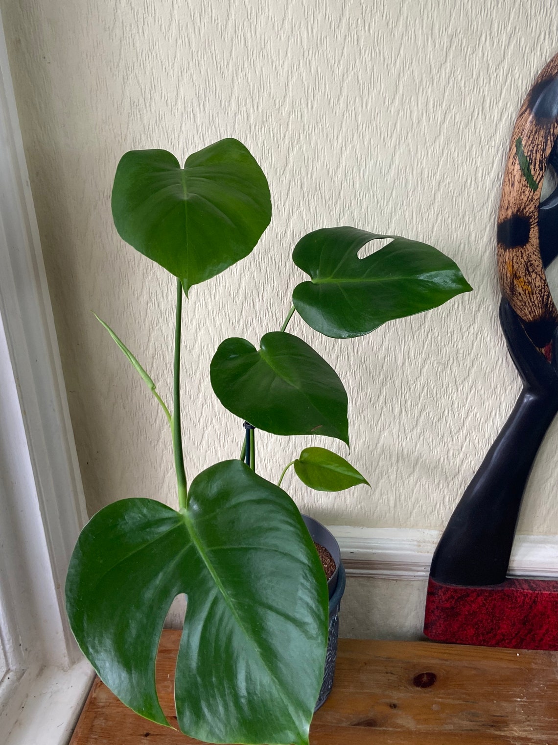 Baby Monstera Deliciosa plant Etsy