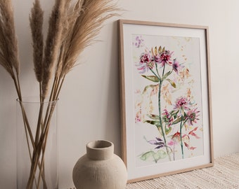Astrantia