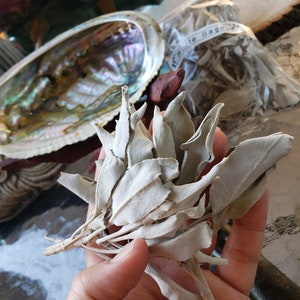 California White Sage Smudge Leaves - 1 oz