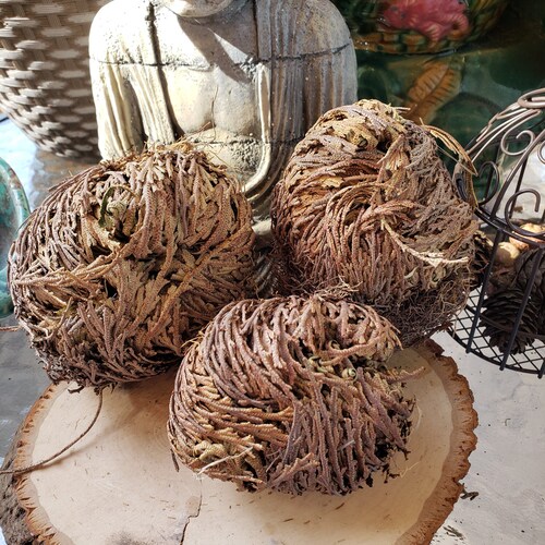 Dried Rose of Jericho, Resurrection Plant, Natural Desert Botanical, Decorative House Plant, Terrarium Plant, Altar & Home Decor
