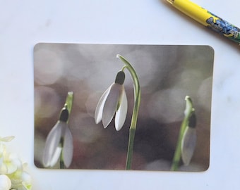 Snowdrop Flower Photography Postcard: Artistic Botanical Card