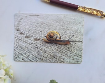 Schnecken Kunst Postkarte: Fotografisches Kunstwerk