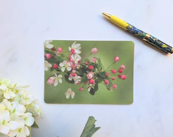 Floral Photography Postcard: Pink Blossom Art Card