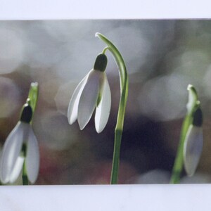 cartes postales