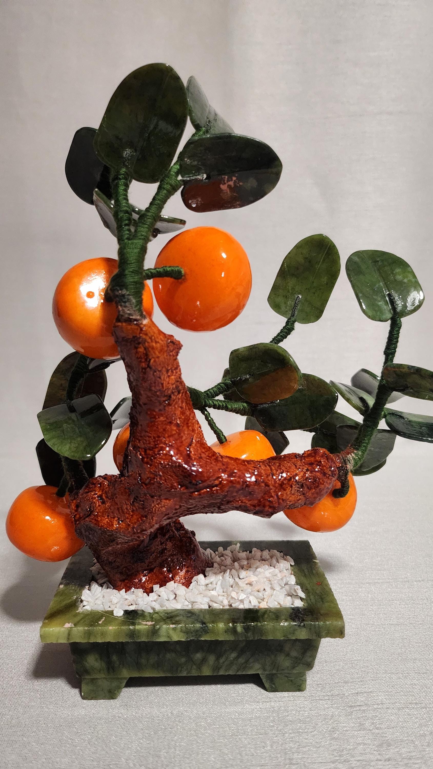 indoor chinese elm bonsai Chinese Elm Beginner's Bonsai