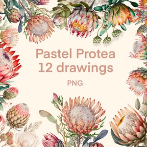 Protea clipart aquarel png, bloemen digitale print, illustratieset, stickers, plakboek, rommeldagboek, papierkunst