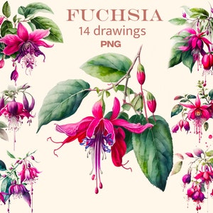 Fuchsia clipart Watercolor png, Flowers digital print, illustration set, stickers, Scrapbook, Junk Journal, Paper Crafts