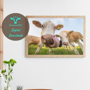Funny Cow Art - DIGITAL DOWNLOAD - Modern Farmhouse Decor - Cattle Photography - Gender Neutral Gift - Nursery Poster - Present For Home