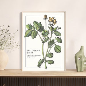 Celidonia mayor / Descarga digital / Ilustración botánica / Arte mural en acuarela / Póster de hierbas medicinales / Impresión botánica imprimible