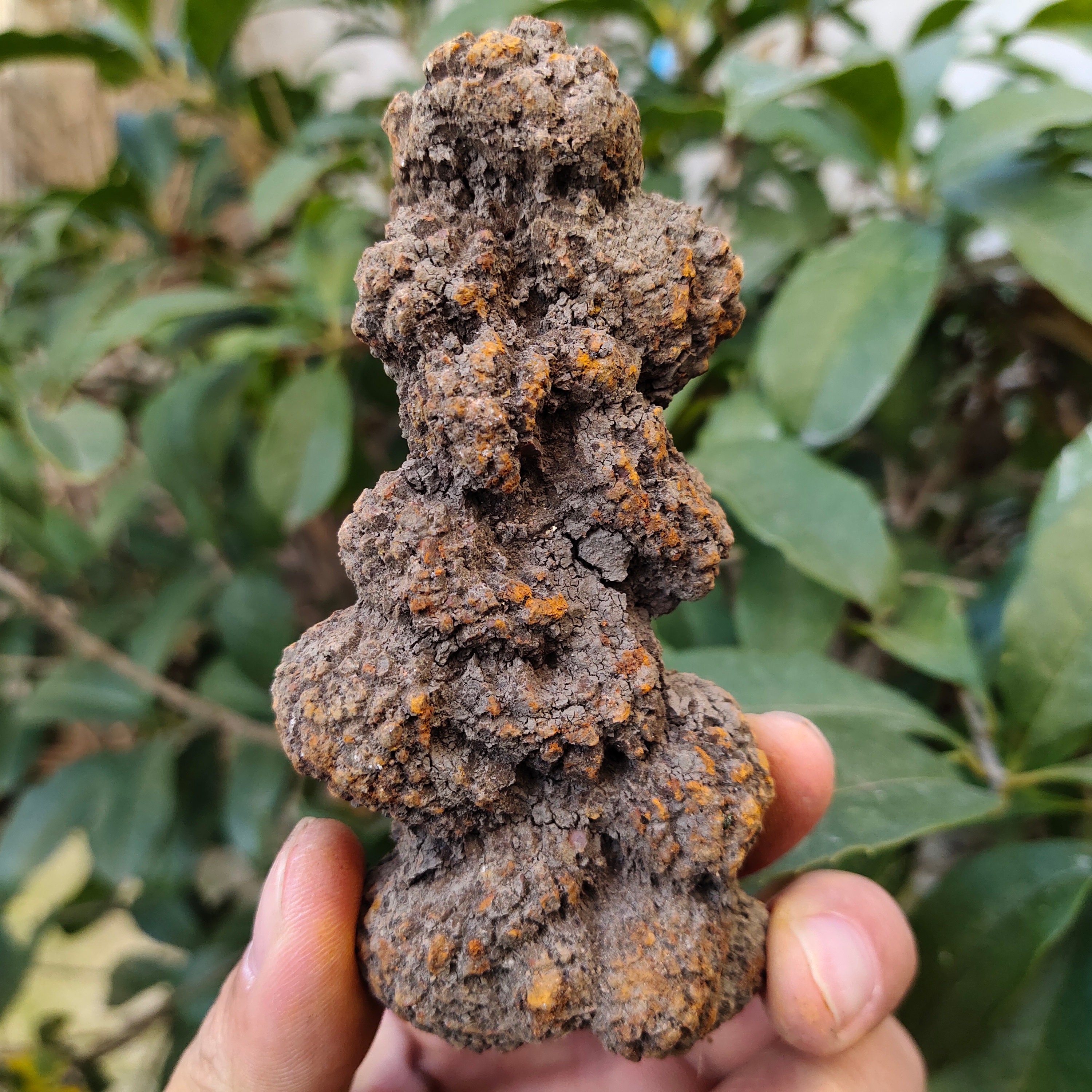 dinosaur fossilised poo