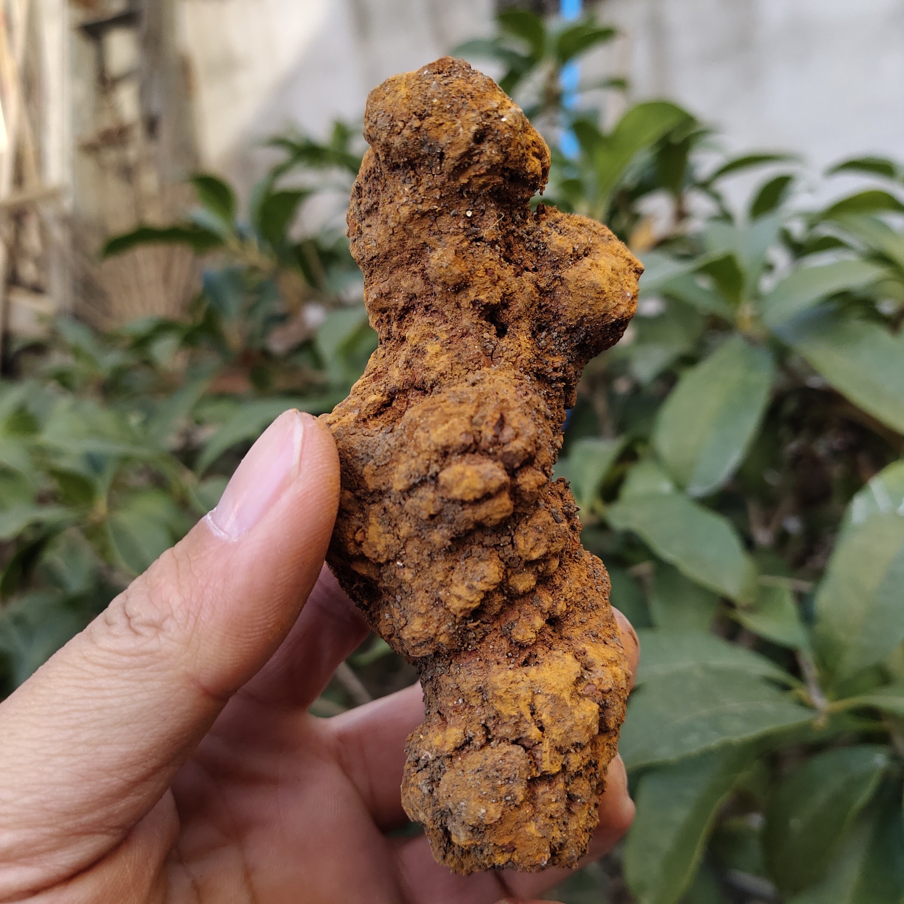 dinosaur fossilised poo