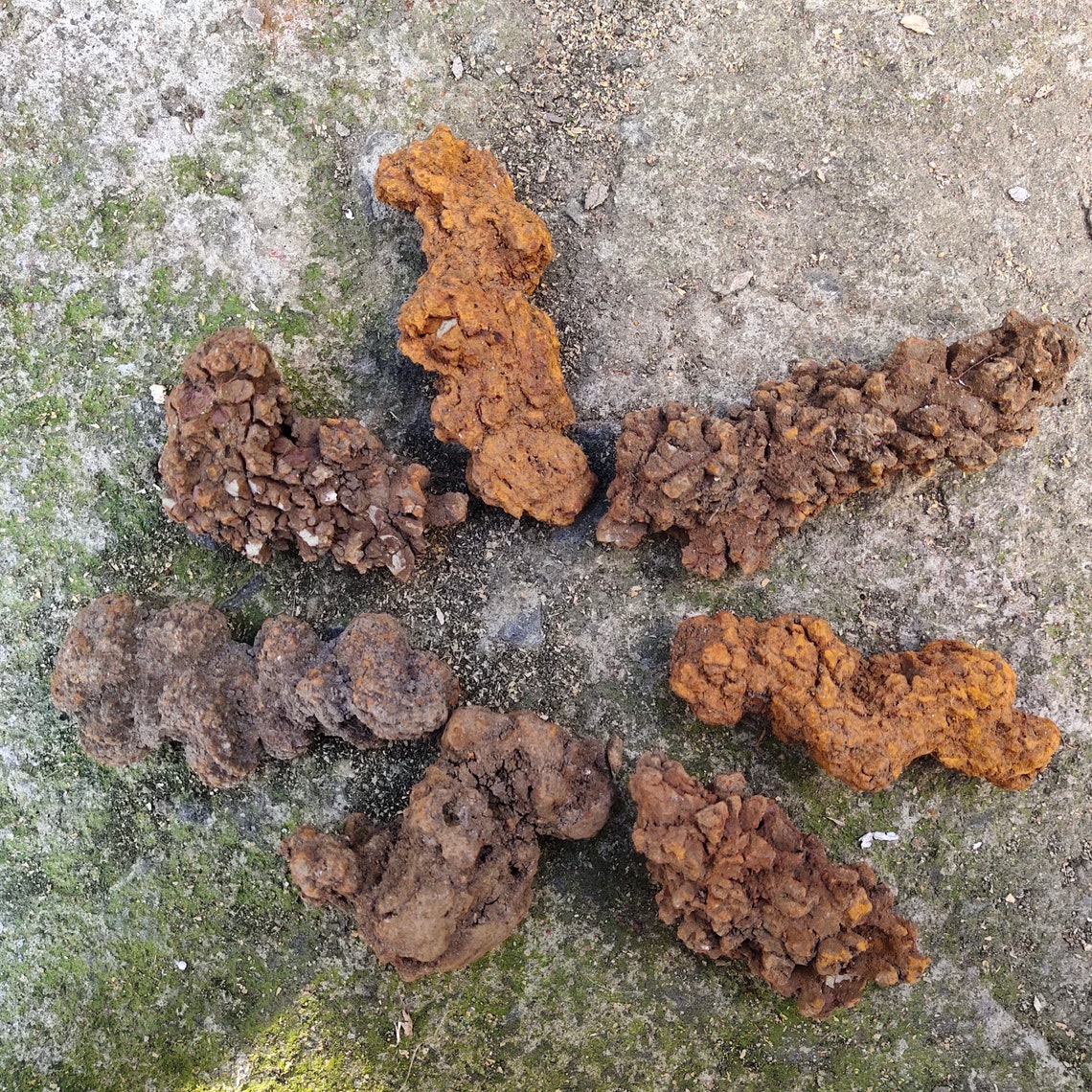 dinosaur fossilised poo