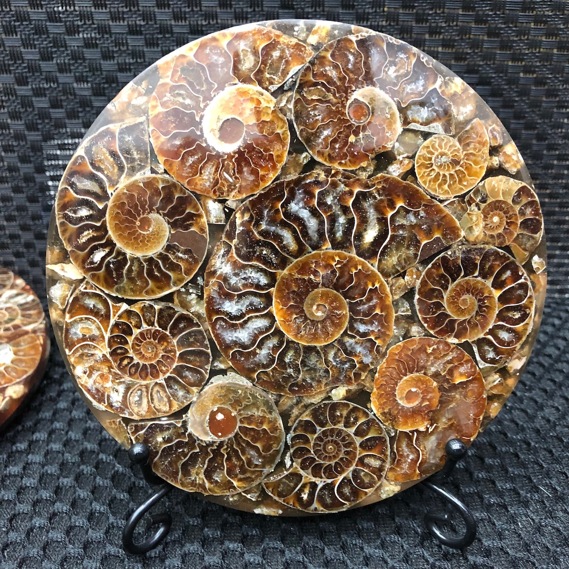 Natural Ammonite fossil quartz crystal disc specimen reiki Etsy