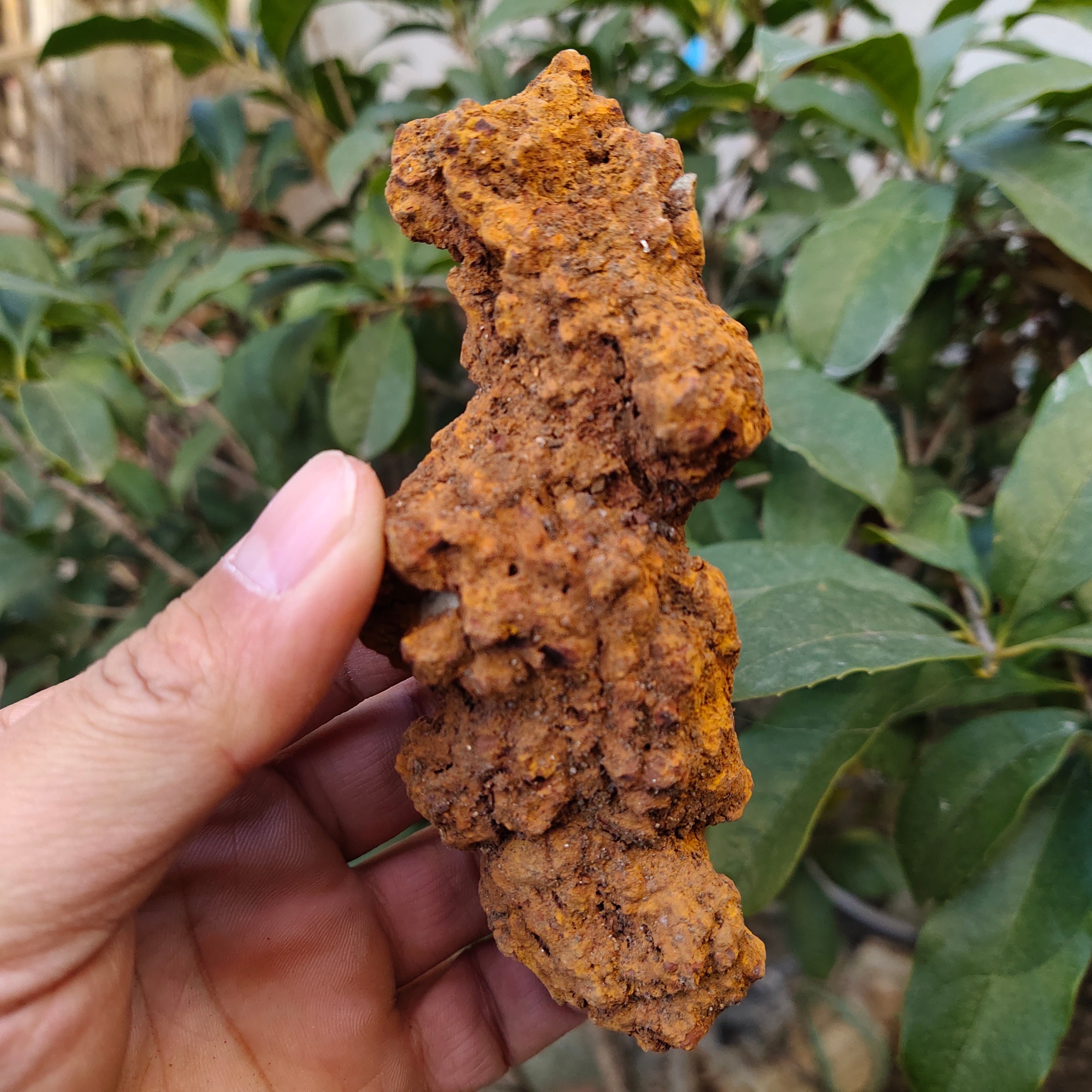 fossilised dinosaur poo
