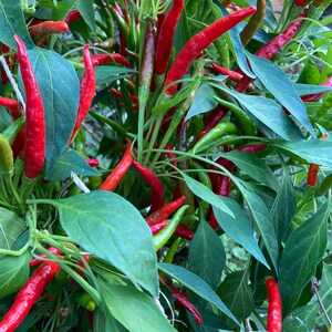 K&ouml;nnte beinhalten: Nahaufnahme einer Pflanze mit vielen roten Chilischoten, die darauf wachsen. Die Chilischoten sind von gr&uuml;nen Bl&auml;ttern umgeben.