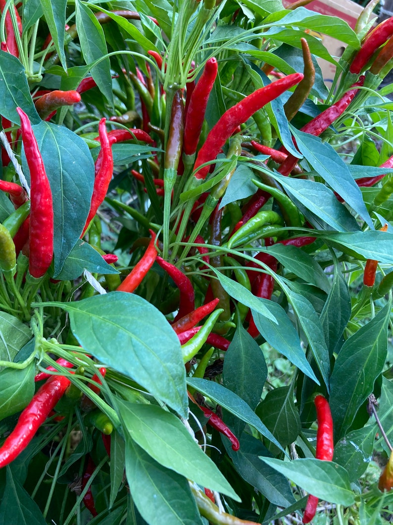 K&ouml;nnte beinhalten: Nahaufnahme einer Pflanze mit vielen roten Chilischoten, die darauf wachsen. Die Chilischoten sind von gr&uuml;nen Bl&auml;ttern umgeben.