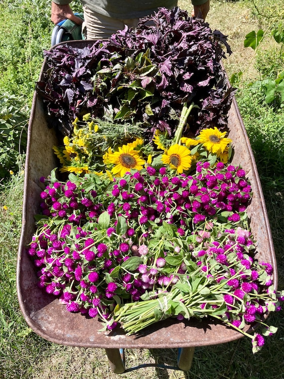 Fiori Secchi Naturali Per Fai Da Te - Scatola Decorativa Blu Per Scrapbooking E Resina Epossidica - Foto 8