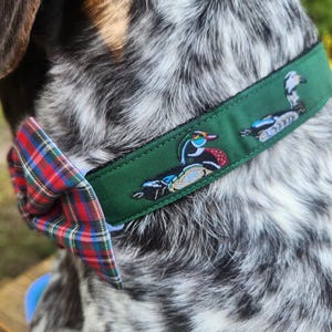 May include: A green dog collar with a red and black plaid bow tie. The collar features a repeating pattern of wood ducks.