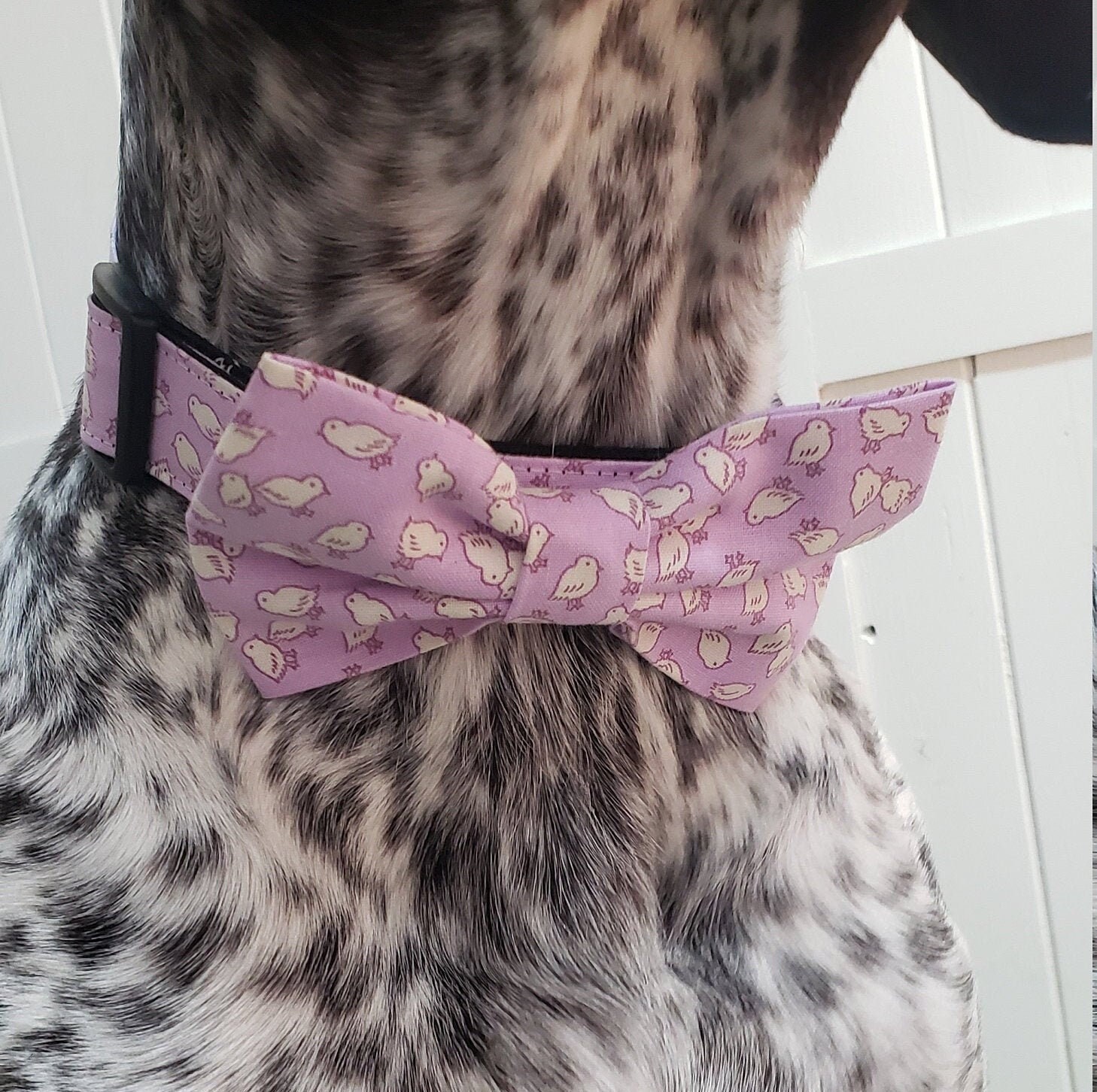 easter dog bow tie collar
