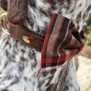 May include: A brown and white dog wearing a brown leather collar with a duck design and a red and black plaid bow tie.