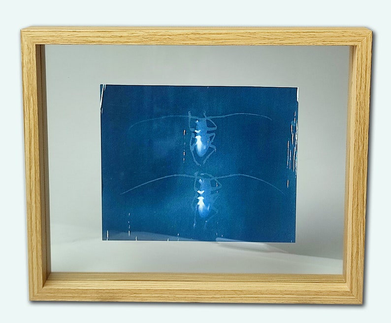 Cyanotype capricorns on paper, framed under glass image 3