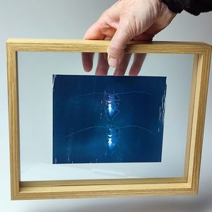 Cyanotype capricorns on paper, framed under glass image 2