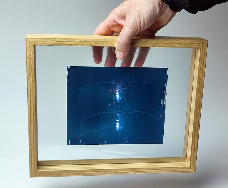 Cyanotype capricorns on paper, framed under glass image 2