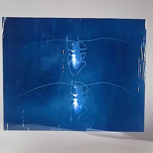 Cyanotype capricorns on paper, framed under glass image 4