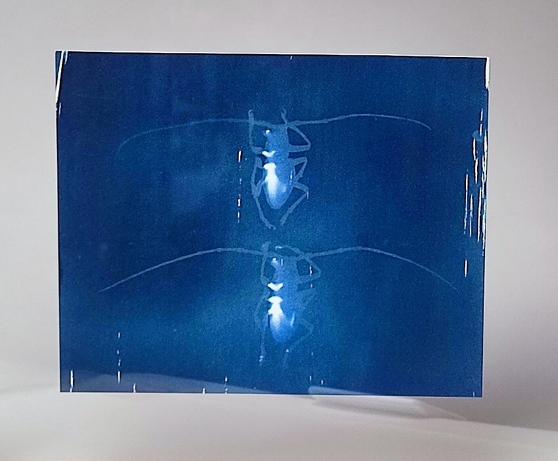 Cyanotype capricorns on paper, framed under glass image 4