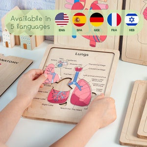 Anatomy book puzzle for kids, Human body organs puzzle for toddler, Montessori toddler activities, Gift for kids, Learning preschool anatomy