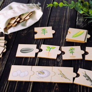 Life cycle wooden puzzle for toddlers with colorful illustrations shows the pattern of plant and animal life cycles.