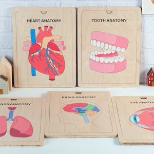 Five wooden educational boards with illustrations of the human body. The boards are labeled "Heart Anatomy", "Tooth Anatomy", "Brain Anatomy", "Lungs Anatomy", and "Eye Anatomy".