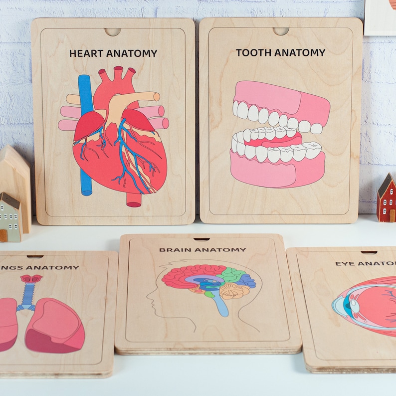 Five wooden educational boards with illustrations of the human body. The boards are labeled "Heart Anatomy", "Tooth Anatomy", "Brain Anatomy", "Lungs Anatomy", and "Eye Anatomy".