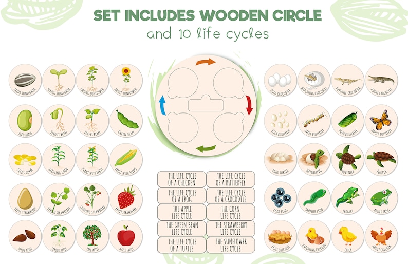 Montessori Life Cycle Puzzle Montessori Nature Educational - Etsy
