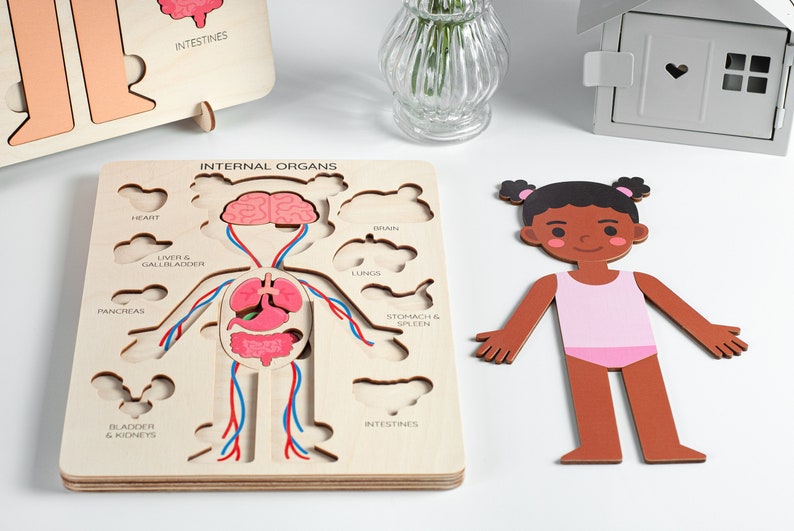 Learning human body Internal organs, Medical Pretend play Doctor set, Montessori toys, Anatomy teacher gifts, Gift for kids gifts toddler image 2