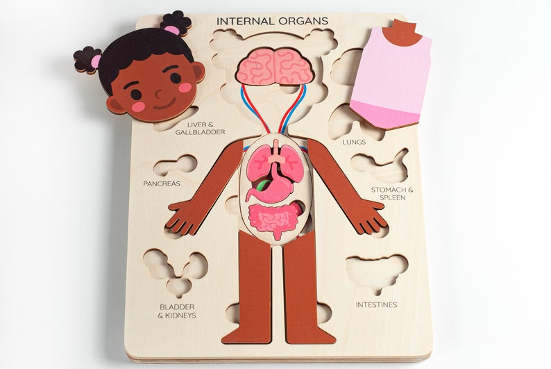 Learning human body Internal organs, Medical Pretend play Doctor set, Montessori toys, Anatomy teacher gifts, Gift for kids gifts toddler image 9