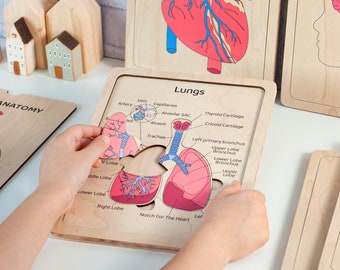 Human body puzzle, Montessori human organs puzzle, Toddler activities, Gifts for Kids, Human anatomy book, Preschool anatomy learning