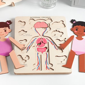Human body puzzle, Anatomy puzzle, Montessori toys, Anatomy board, Kids learning toys, Body parts puzzle, Gifts for Kids, Pretend play image 8