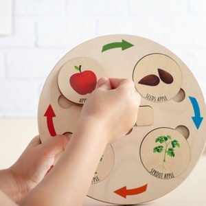 Montessori Life Cycle Puzzle, Wooden Learning toys, Life cycle board, Baby Puzzle, Kids Wooden Puzzle, Christmas Toddlers gift Montessori image 7