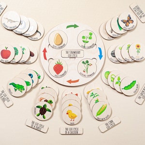 Montessori Lebenszyklus-Puzzle, Holz-Lernspielzeug, Lebenszyklus-Tafel, Baby-Puzzle, Weihnachtsgeschenk für Kleinkinder Montessori.