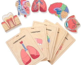 Houten menselijke anatomiepuzzel, Montessori-leerspeelgoed voor thuisonderwijs