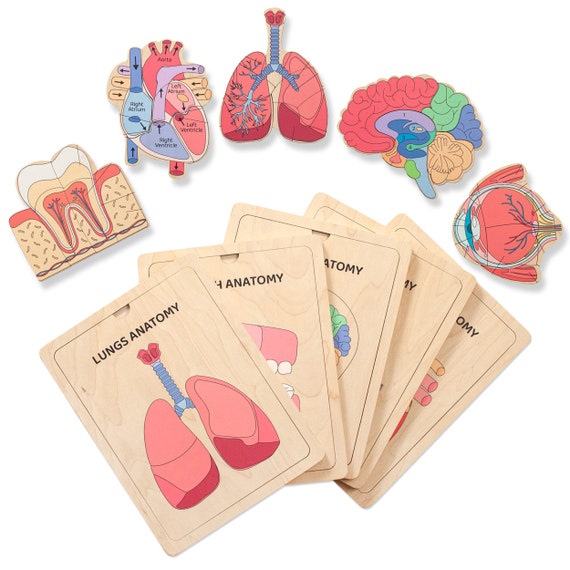 Wooden Human Anatomy Puzzle, Montessori Homeschool Learning Toy