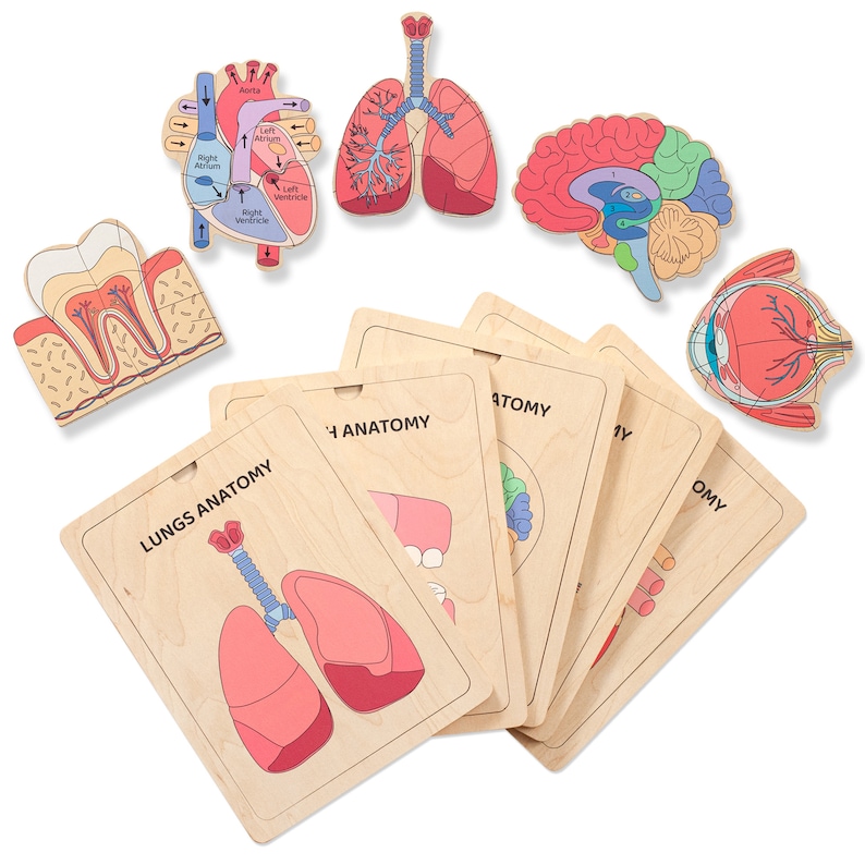 Puede incluir: Un conjunto de tableros de rompecabezas anat&oacute;micos de madera con piezas recortadas a juego. Los tableros incluyen etiquetas como LUNGS ANATOMY, y las piezas muestran un coraz&oacute;n, pulmones, cerebro, diente y ojo con ilustraciones coloridas y detalladas.