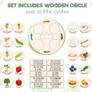 Montessori Life Cycle Puzzle, Wooden Learning toys, Life cycle board, Baby Puzzle, Kids Wooden Puzzle, Christmas Toddlers gift Montessori image 5