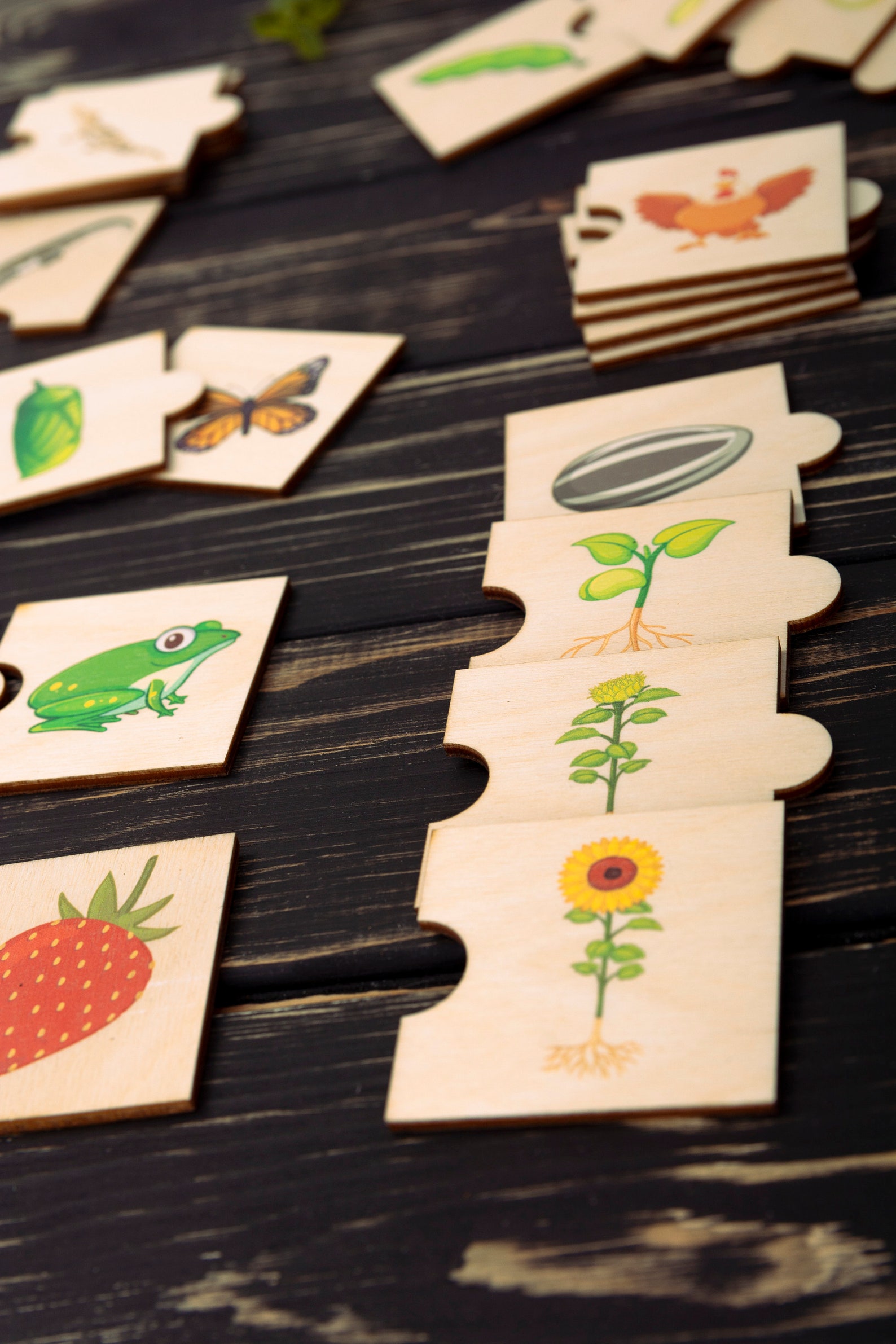 Life Cycle Wooden Puzzle For 2 3 4 Years Old Kids Etsy