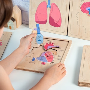 Puede incluir: Un tablero de rompecabezas educativo de madera con un diagrama del coraz&oacute;n humano y partes anat&oacute;micas etiquetadas, incluyendo la aur&iacute;cula derecha, el ventr&iacute;culo izquierdo y la aorta. Las piezas coloridas muestran el flujo sangu&iacute;neo con flechas.
