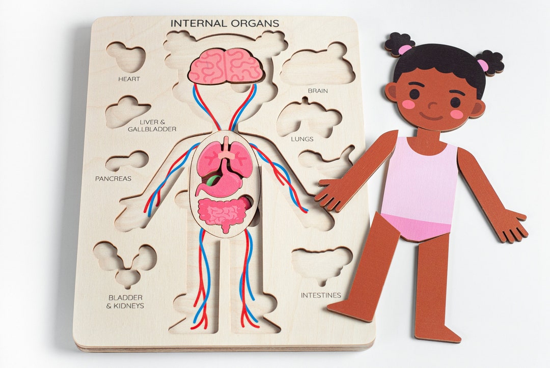 Learning Human Body Internal Organs, Medical Pretend Play Doctor Set,  Montessori Toys, Anatomy Teacher Gifts, Gift for Kids Gifts Toddler 