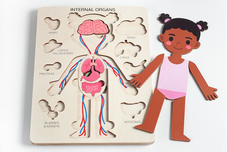 Learning human body Internal organs, Medical Pretend play Doctor set, Montessori toys, Anatomy teacher gifts, Gift for kids gifts toddler image 1