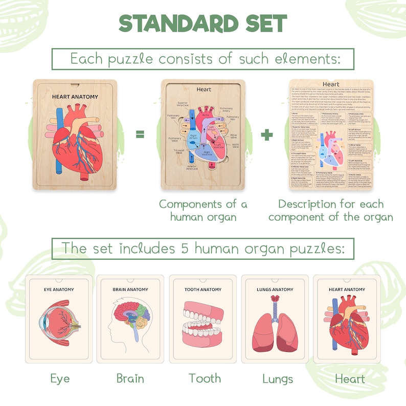 Puede incluir: Un conjunto est&aacute;ndar de cinco rompecabezas de madera de &oacute;rganos humanos que incluye anatom&iacute;a del ojo, cerebro, diente, pulmones y coraz&oacute;n. Cada rompecabezas presenta un diagrama etiquetado, sus componentes y una tarjeta descriptiva detallada.