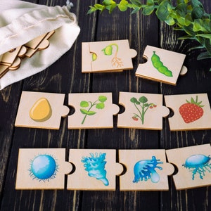 Life cycle wooden puzzle for toddlers with colorful illustrations shows the pattern of plant and animal life cycles.